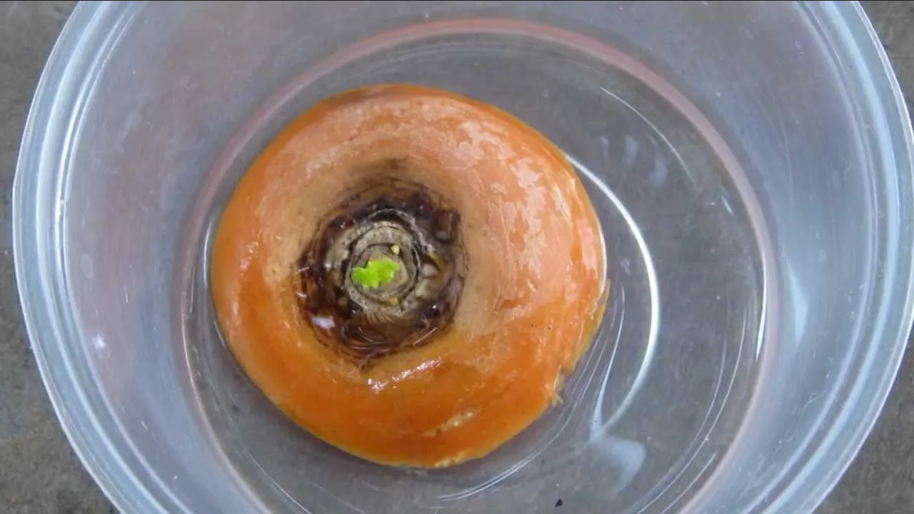 ¿Te sobraron verduras? Así puedes hacer tu huerto en casa fácilmente