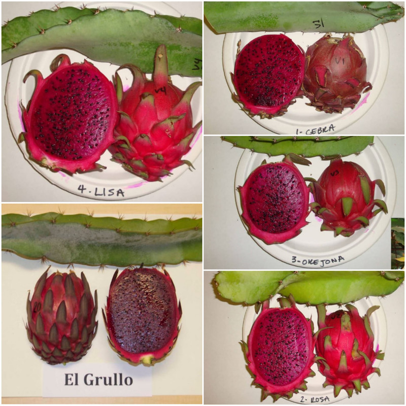 red-dragon-fruit-scale-skin-1.jpg