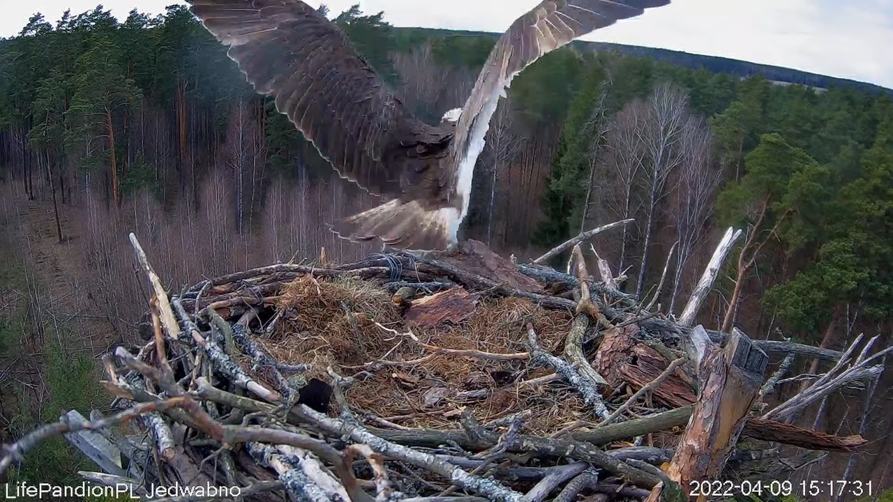 Rybołowy Online Puszcza Napiwodzko-Ramucka _ Ospreys Online in Napiwodzko-Ramucka Forest 7-12-40 scr
