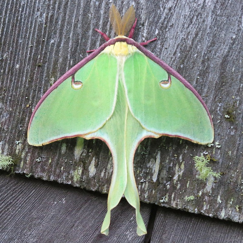 800px-Actias_luna-male