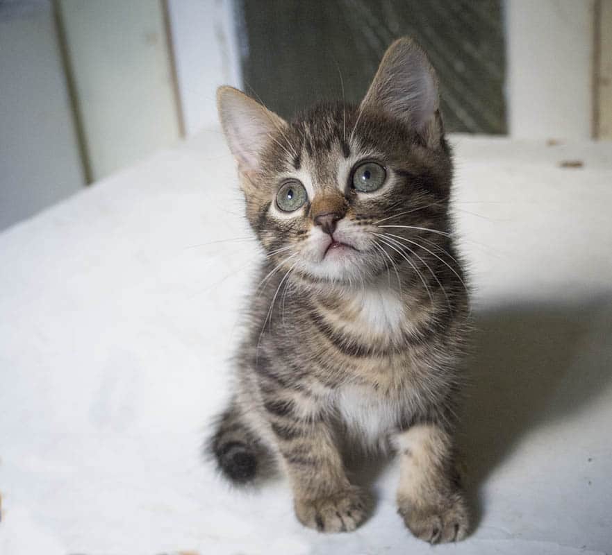 Купить Гладкошерстного Котенка В Москве