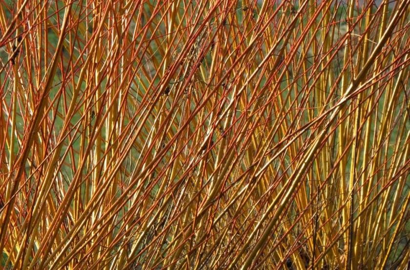 Ива корзиночная, или прутьевидная, - Salix viminalis L