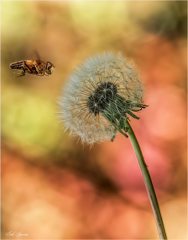 Fotografie