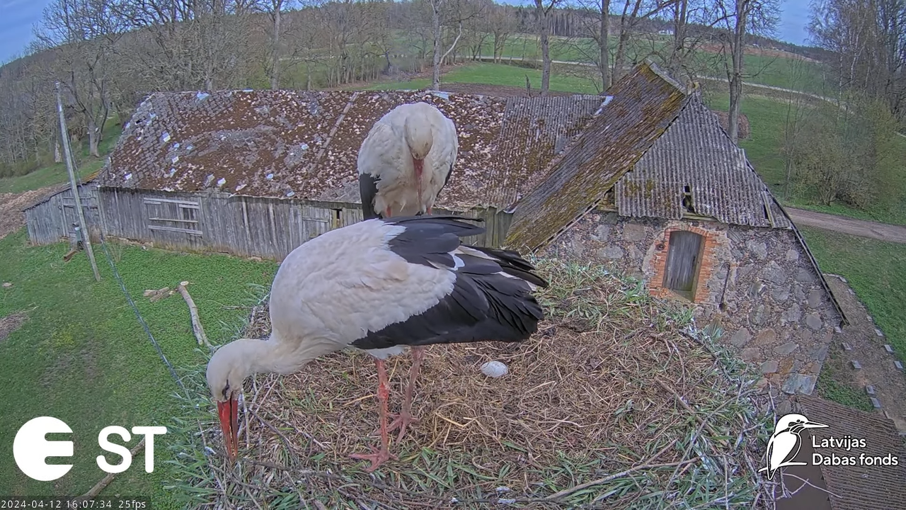 Baltie stārķi (Ciconia ciconia) Tukuma novadā - LDF tiešraide __ White storks in Tukums, Latvia 8-35