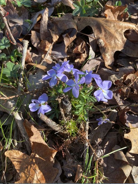 [Image: Wild-Flower.jpg]