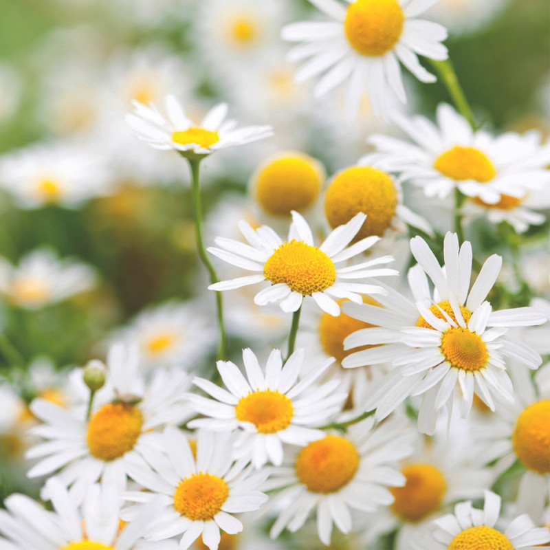 Camomille - Ingrédients Cosmétiques Naturels du Maroc