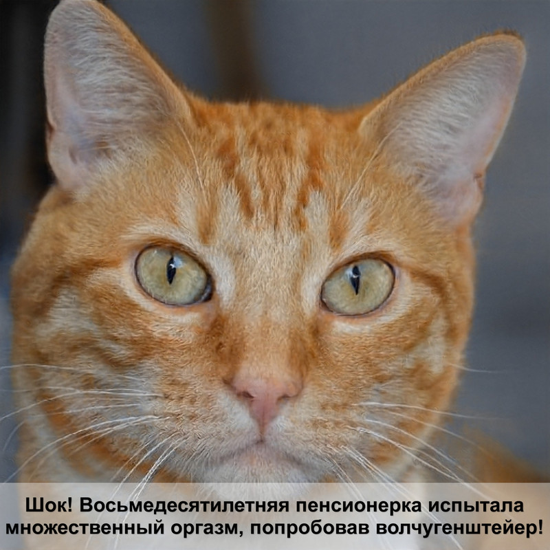 как считать возраст кошки