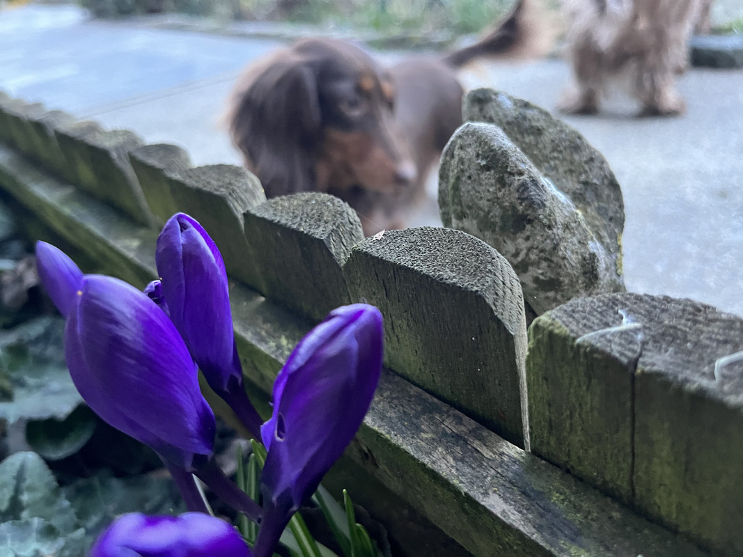 [Image: IMG-8093.jpg]