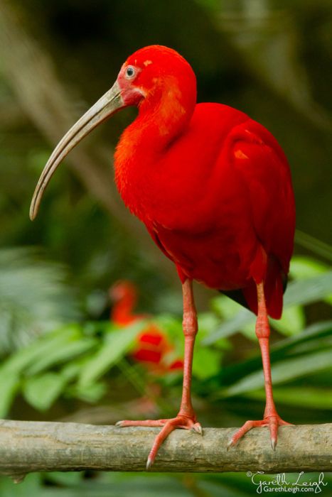 red-ibis-new.jpg