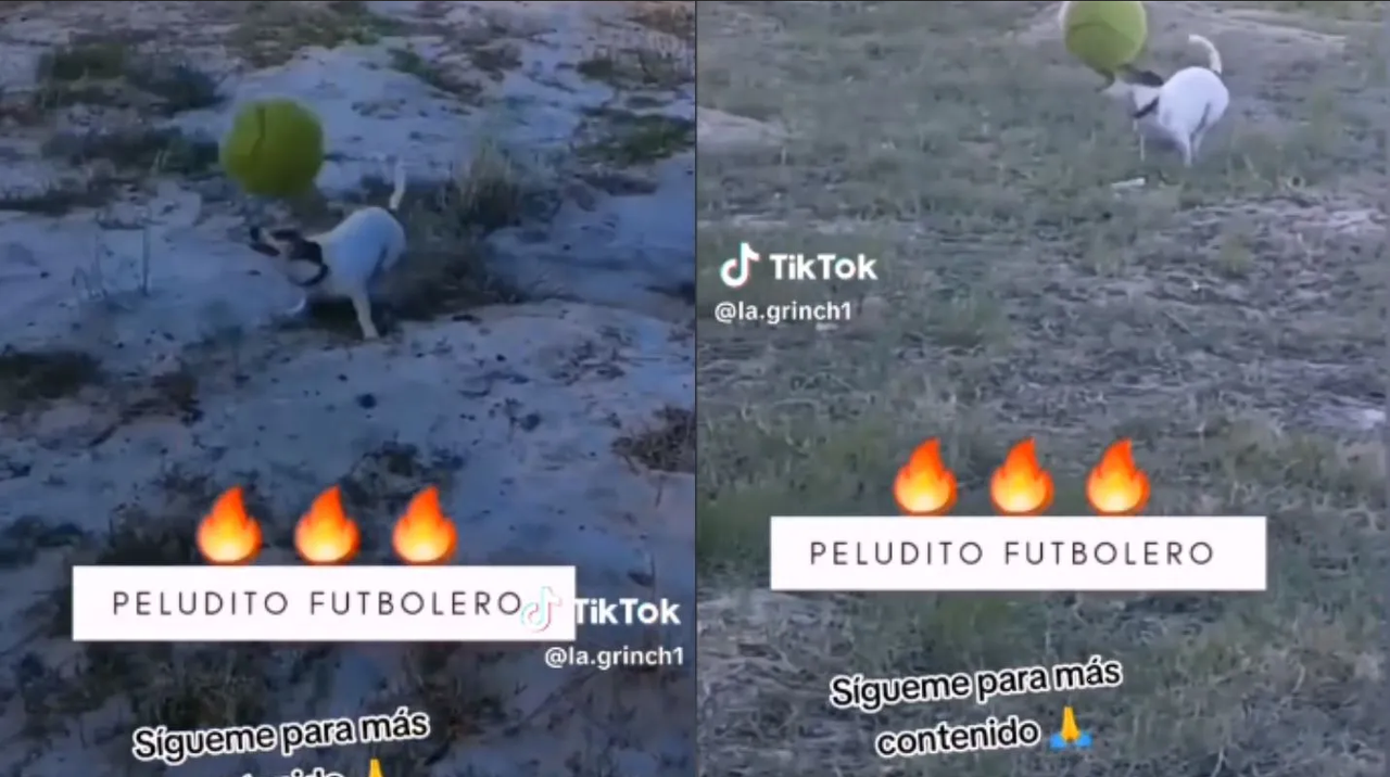 Perrito que hace dominadas de Futbol se hizo viral