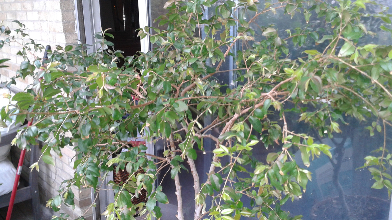 Jaboticaba March 2016 (6)