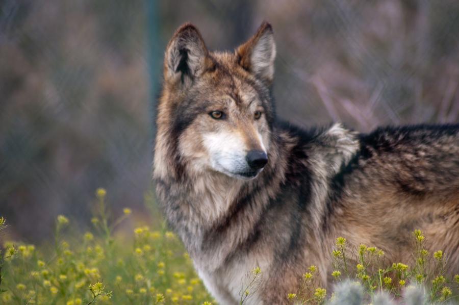 wolf-34.jpg