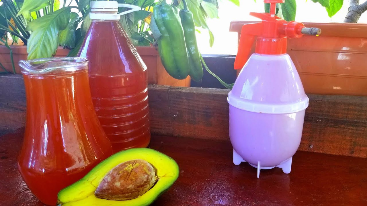 Huerto urbano ¿Cómo hacer un insecticida natural de hueso de aguacate?