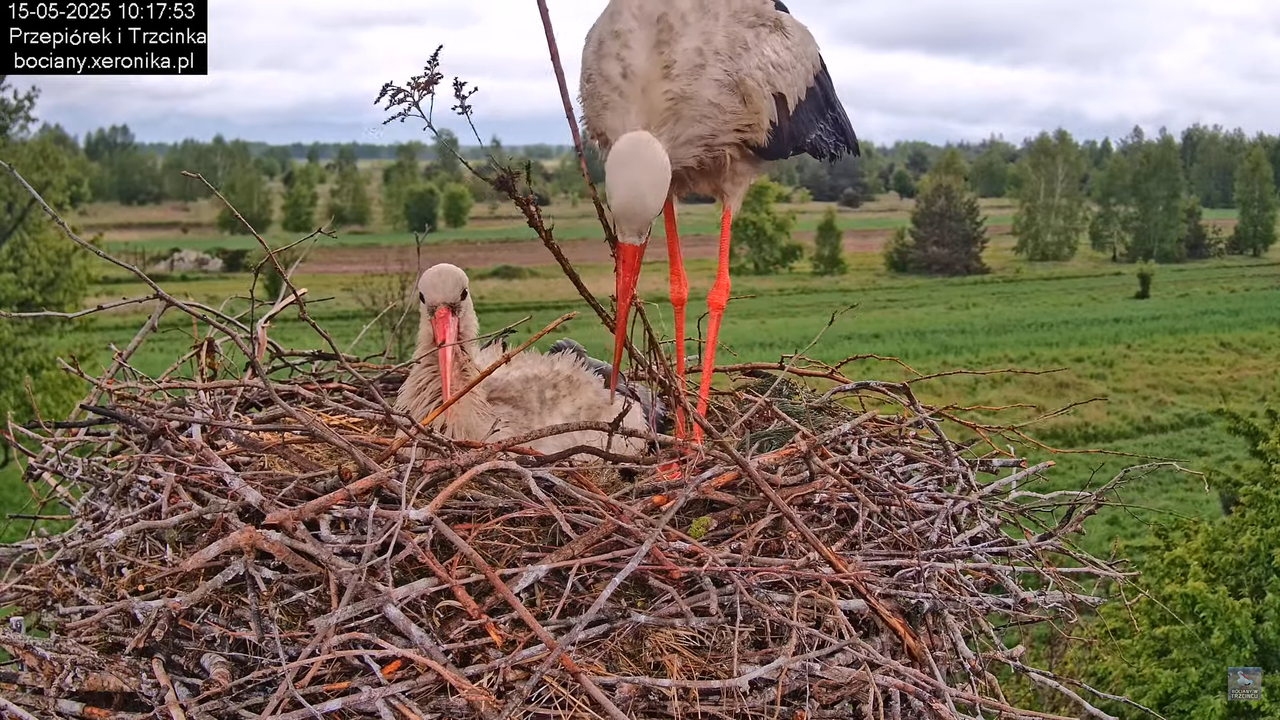 15052025bociany12