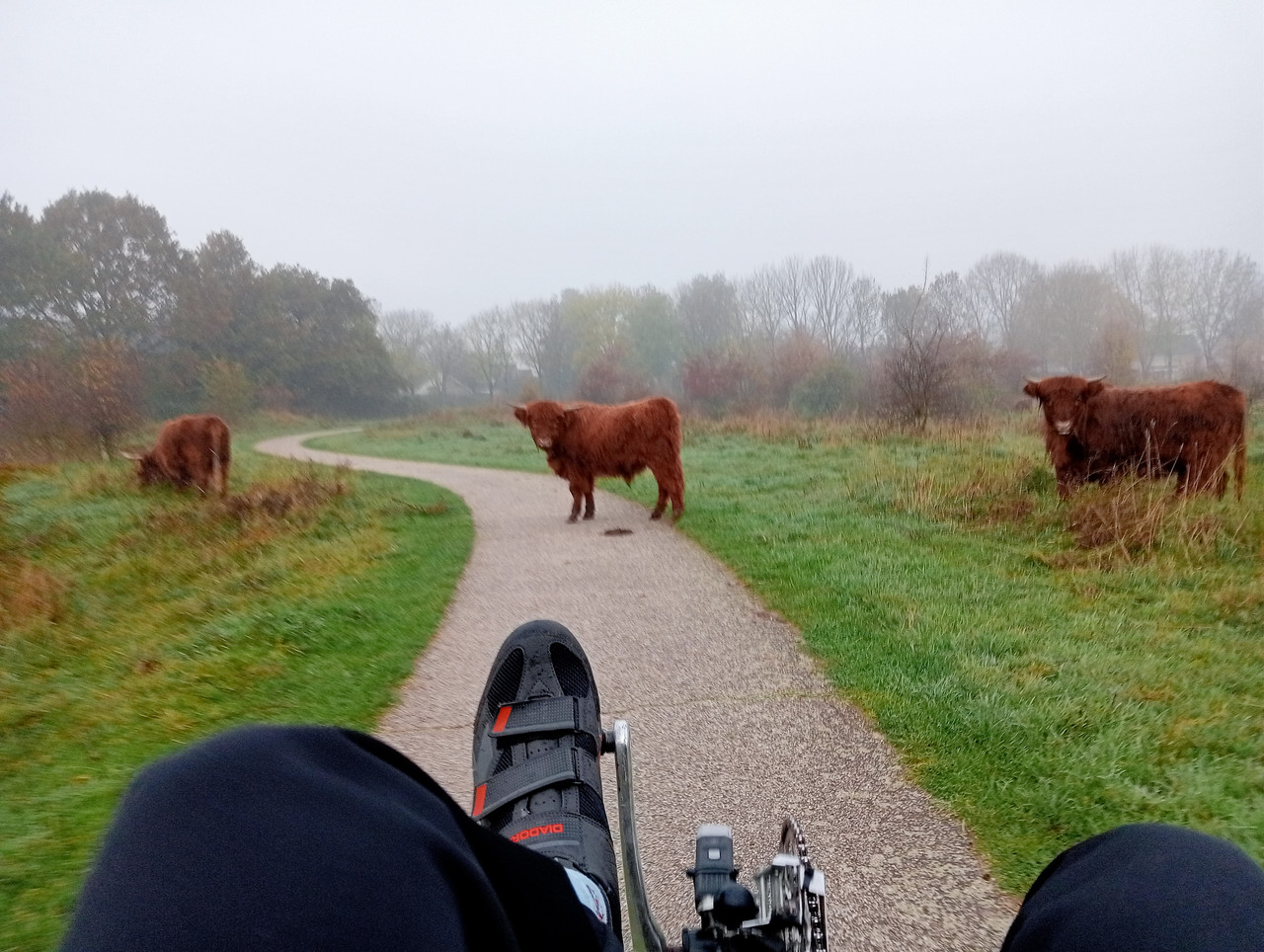 [Afbeelding: IMG20251108074249.jpg]