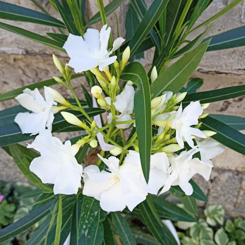 IMG_20230913_162601_840