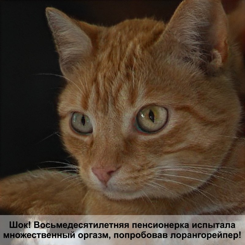 черная кошка фото