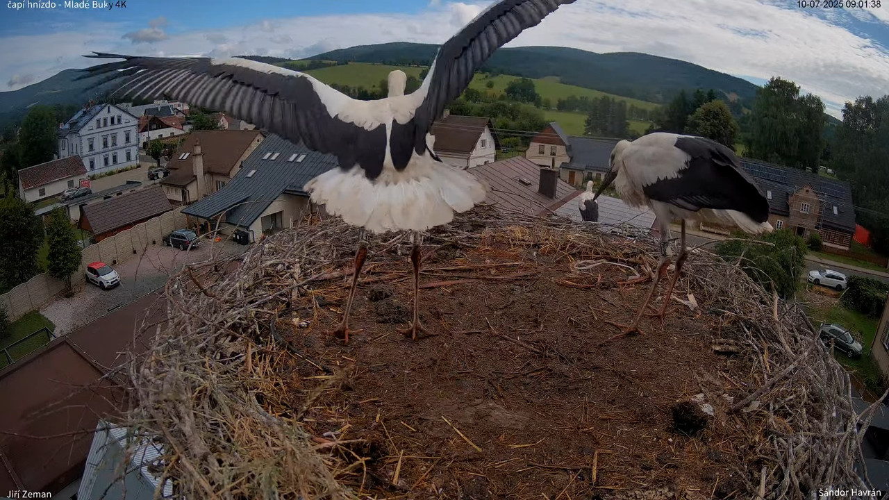 Živá kamera - Mladé Buky - čapí hnízdo 4K 8-30-33 screenshot