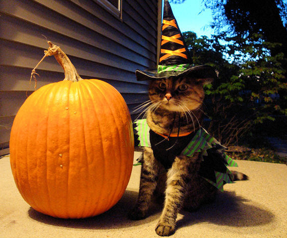 [Image: 841877366-cat-all-dressed-up-for-halloween.jpg]