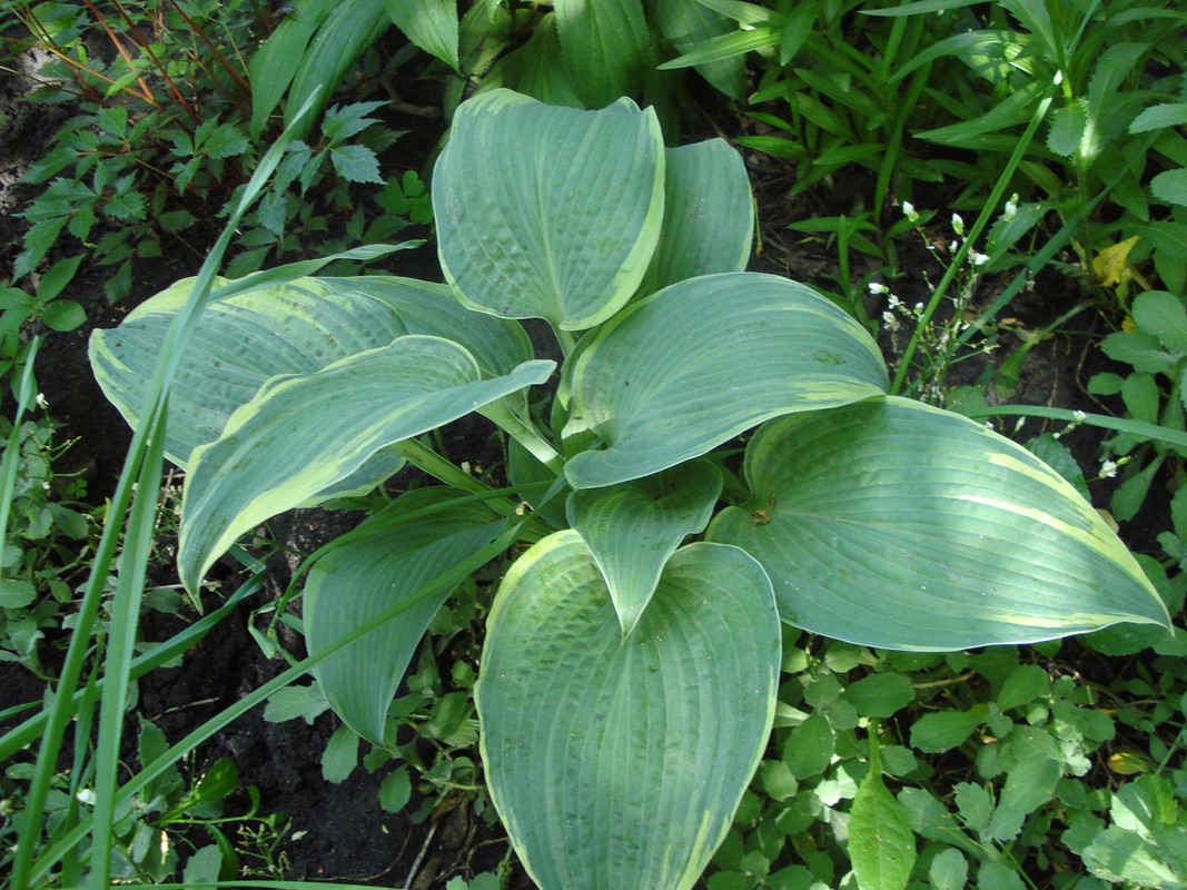 Alligator Shoes 2