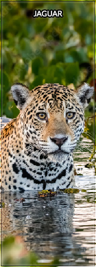 jaguar