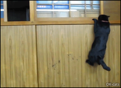 Amazing-Cat-GIF-NO-impurrsible-Mission-for-this-amazing-cliffhanger-black-cat.gif
