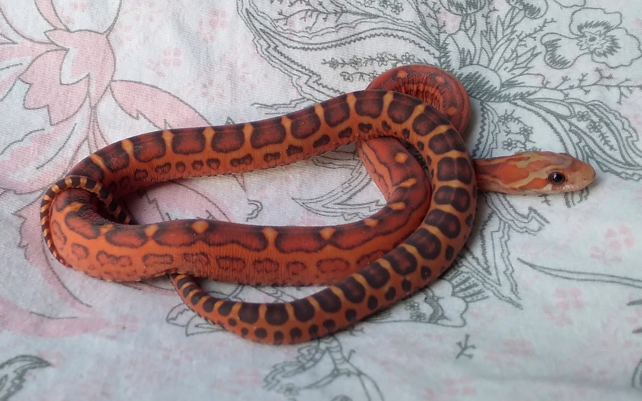 Scaleless-4.png