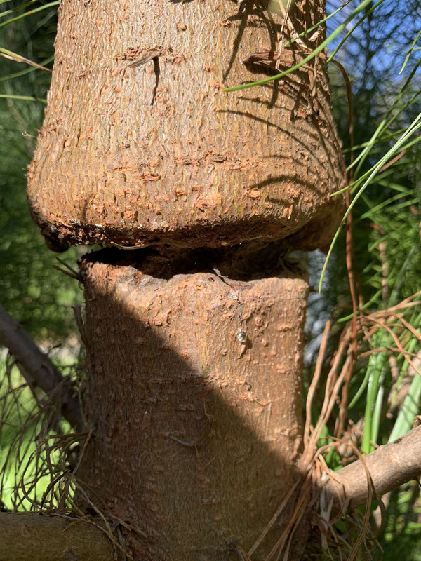 https://i.postimg.cc/vBssdns4/pine003s.jpg