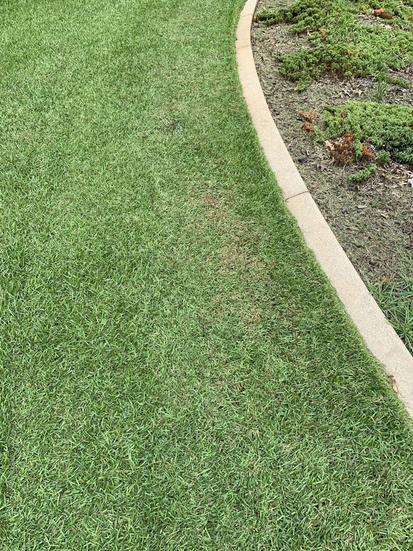 Why is my grass yellowish brown after mowing? Lawn Care Forum