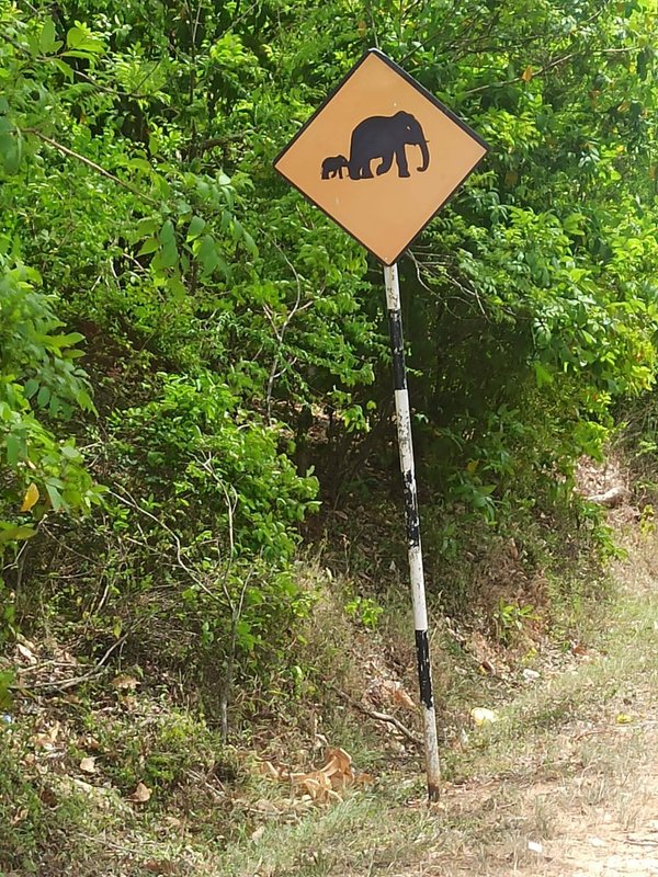 Día 6. Safari en Yala y llegamos a Ella - Tuktukeando tres semanas en Sri Lanka (3)
