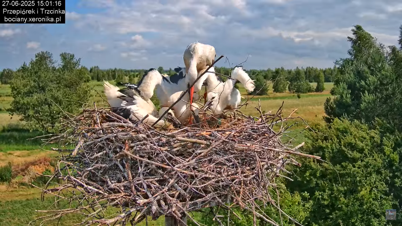 27062025bociany33