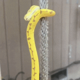 GIFs-15