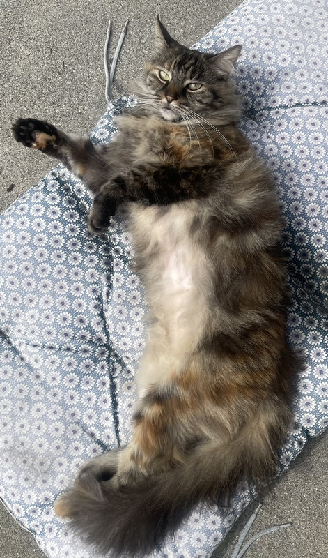 AE27645A-6ABF-4F0A-A3A5-9BA7C99EE193_1_105_c