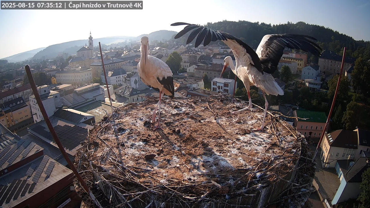 Živě z čapího hnízda na pivovarském komíně v Trutnově 9-24-23 screenshot
