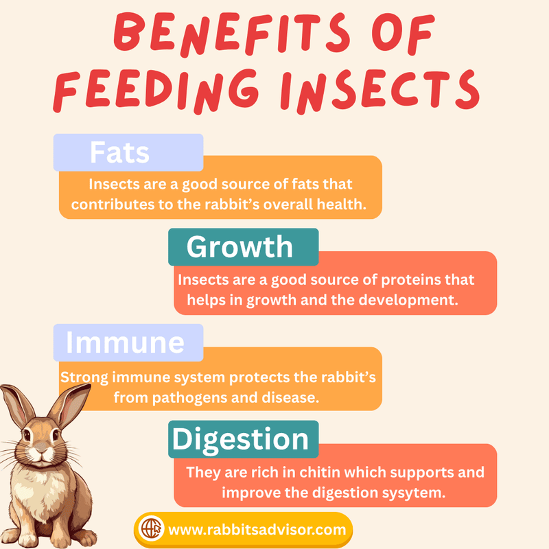 Benefits of Eating Insect to Rabbits