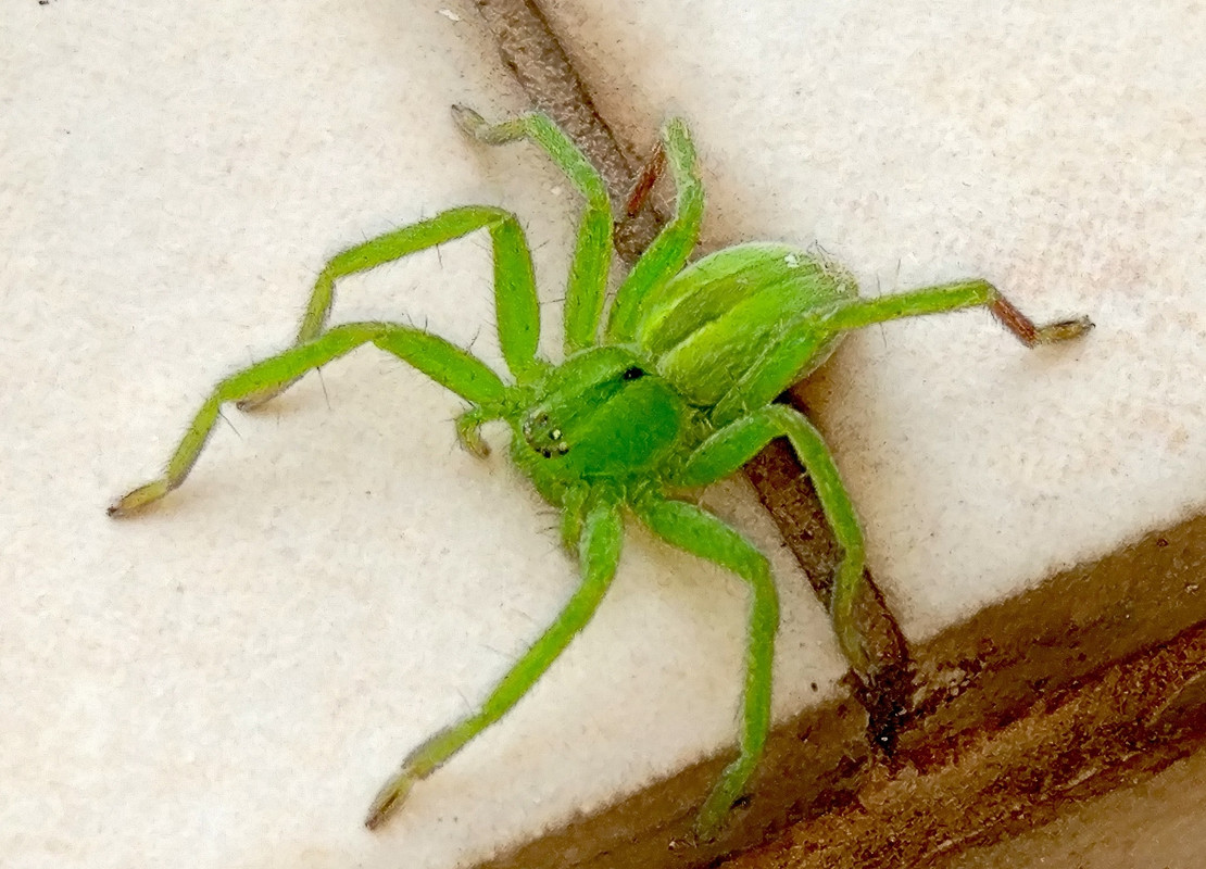 Qué significa soñar con arañas verdes