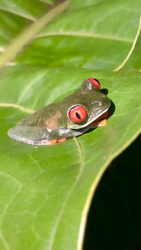 DIA 3: CANALES, COLINAS Y TORTUGAS - DE TORTUGAS Y PEREZOSOS. COSTA RICA 2019 (62)