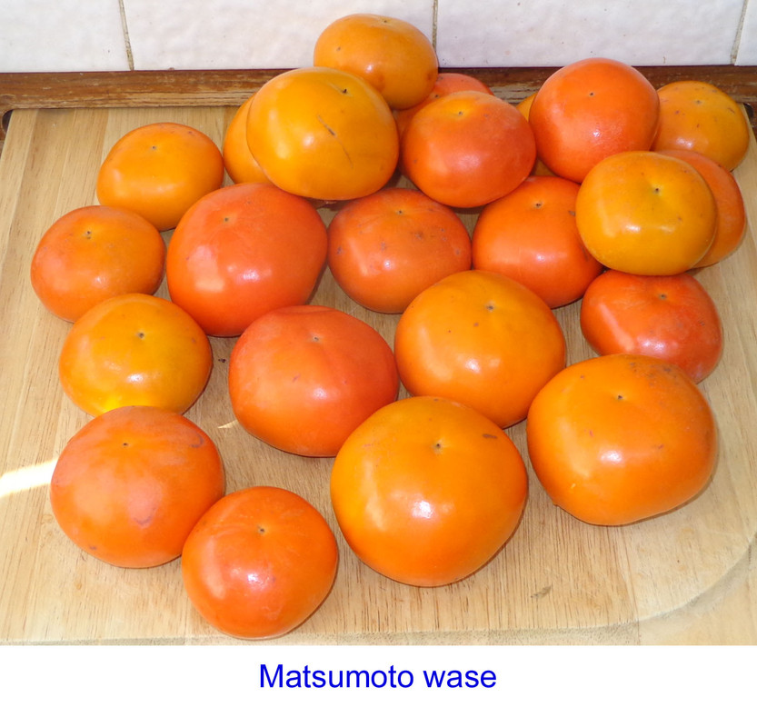 Matsumoto-Pic1 (9-3-22)