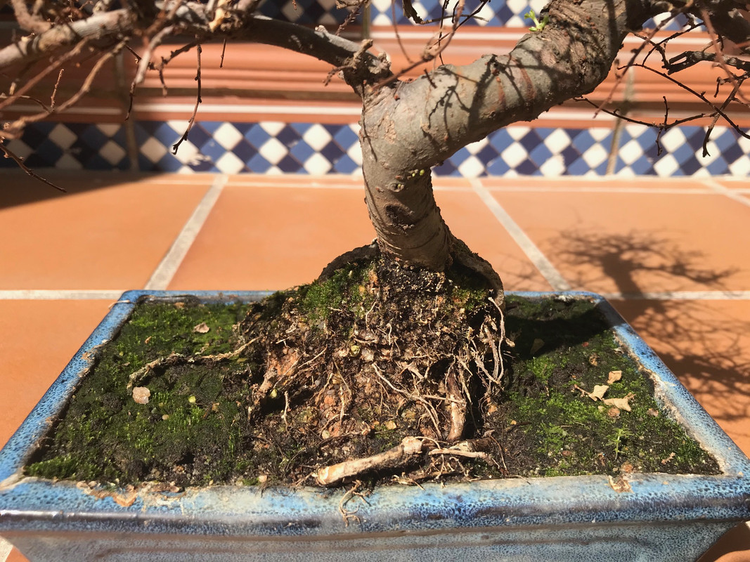 olmo chino zelkova 2