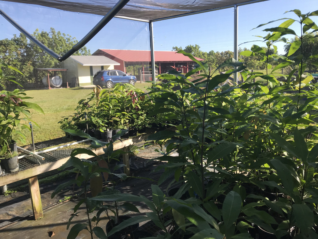FFMangoes10