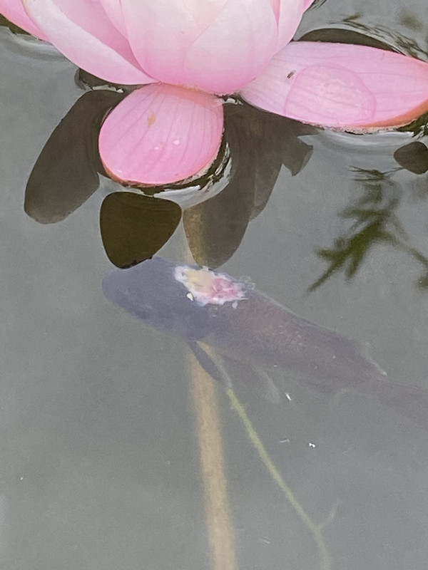 240EF61E-E3F2-45CC-99E3-F507E954753C