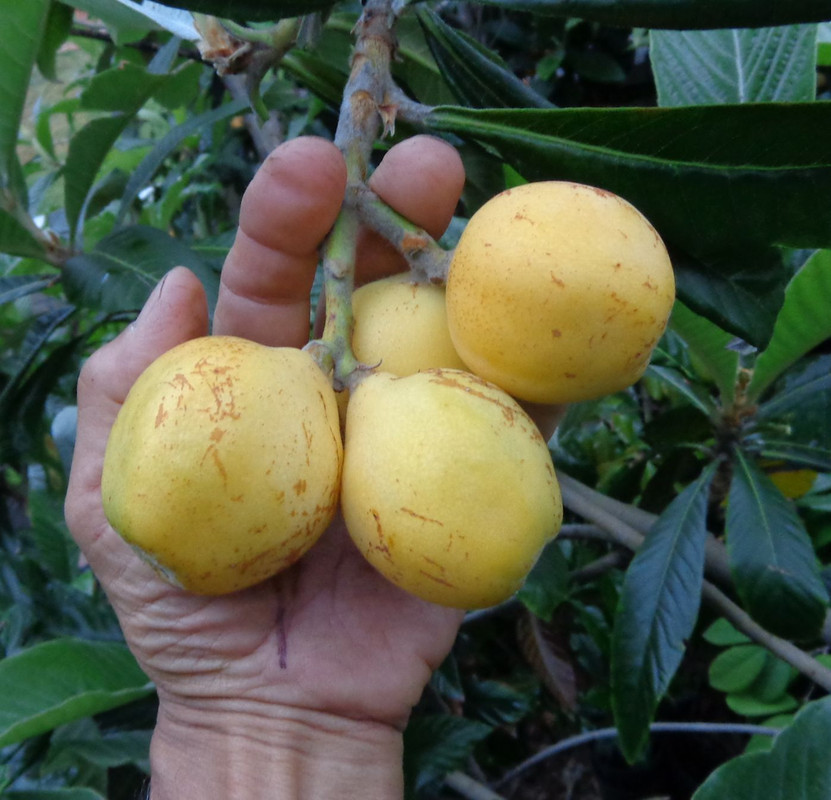 Vista-White(5-23-23)-pic1