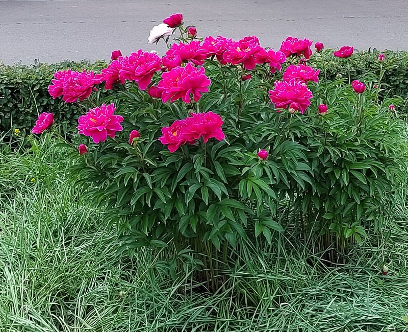 https://i.postimg.cc/vBzt8zj2/10-IMG-20250610-134245.jpg