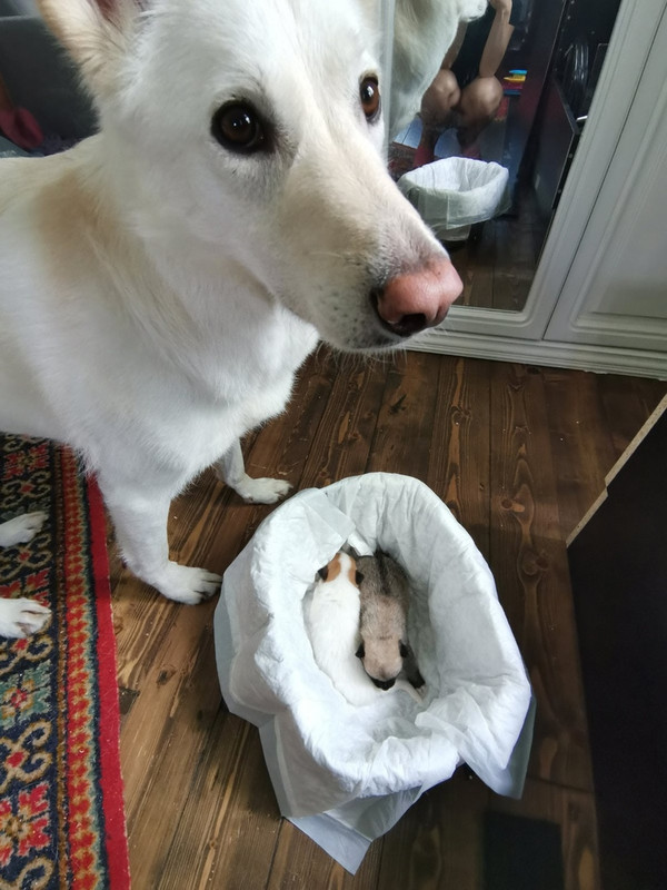 Forest with 2 little ones