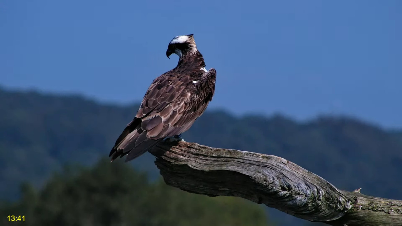 🦅 Dyfi Osprey projekts (VELSA)_ 2024. GADA TIEŠRAIDE 4K kvalitātē 🦅 9-36-26 screenshot
