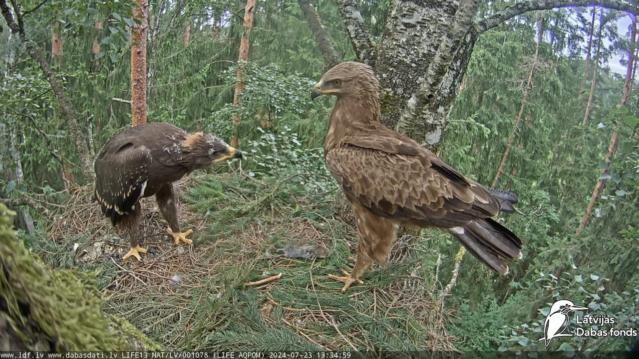 Mazais ērglis (Clanga pomarina), ligzda bērzā - LDF tiešraide 15-36-12 screenshot
