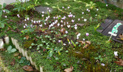 Kekes p'tites photos du moment... Cyclamens