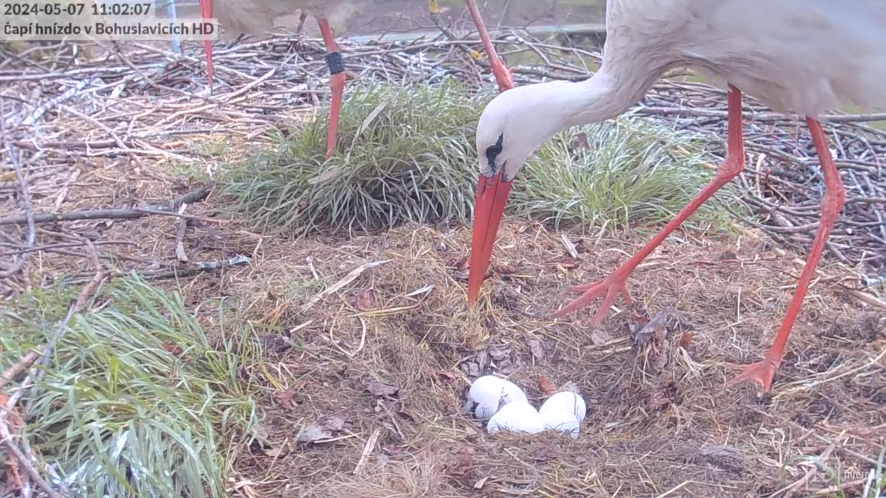 Tiešraide no stārķa skursteņa Bohuslavicē pie Trutnovas HD formātā 13-20-52 screenshot