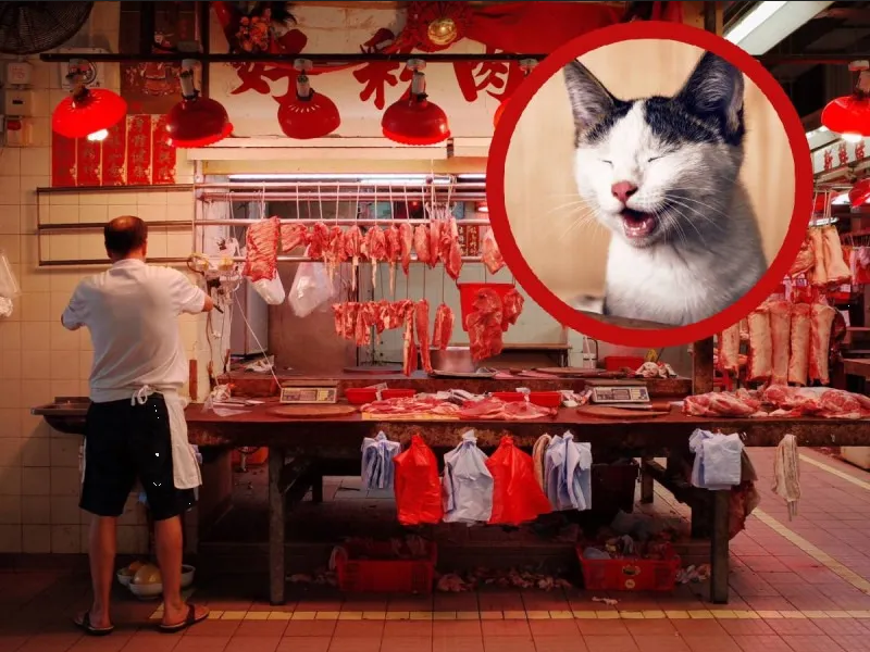 Clausuran restaurante de comida china por vender carne putrefacta de PERRO y GATO