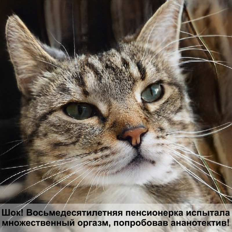 миски для котят